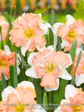 Нарцисс орхидный Казанова